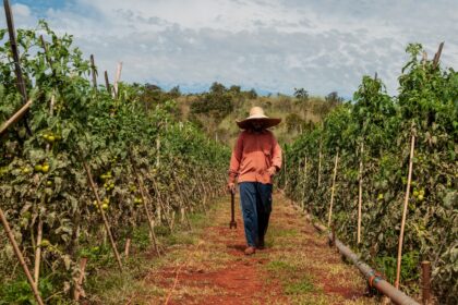 Agropecuária goiana gera 6,7 mil empregos em 2024