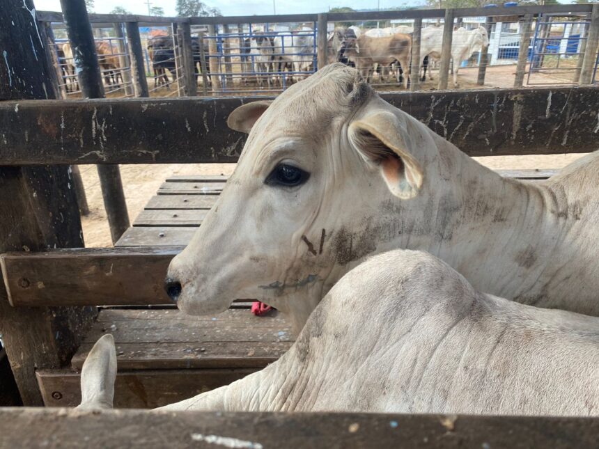 Ações da Agrodefesa com o setor produtivo buscam certificar propriedades livres de brucelose e tuberculose