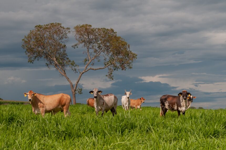 Agropecuária goiana vai receber mais de R$ 16 milhões do FCO Rural